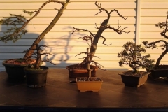 bonsai-sodas-popiete-2014-03