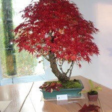 IMG_5597