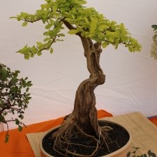 IMG_4781