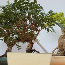 IMG_4810