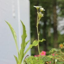 IMG_4814