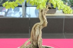IMG_4954