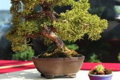 bonsai_medelis_foto