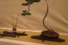 bonsai-paroda-wroclav-lenkija-2014