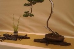 bonsai-paroda-wroclav-lenkija-2014