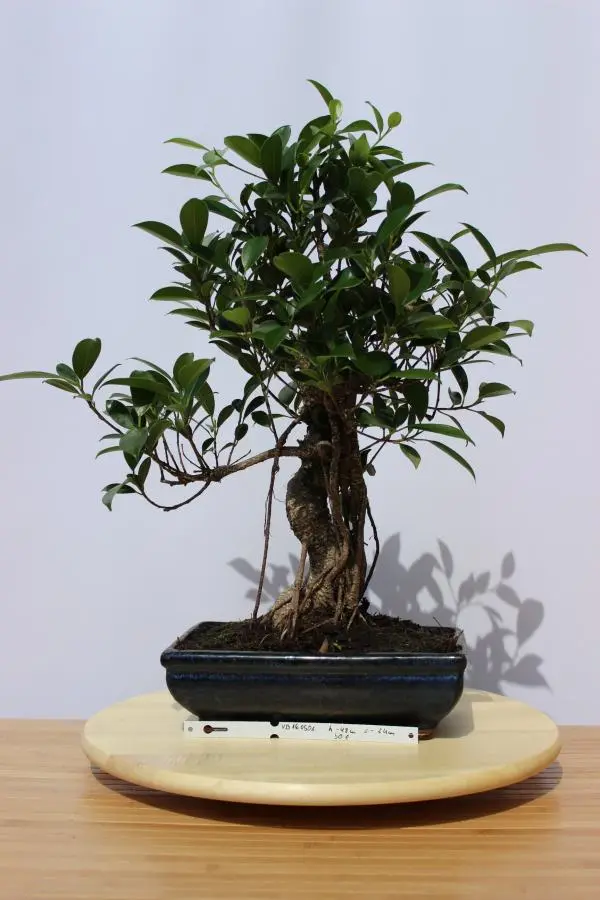 Ficus Retusa