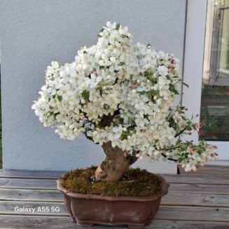 Malus domestica bonsai medelis moliniame vazone, stovintis ant medinio paviršiaus, su žaliais lapais ir smulkiais obuoliukais – subtilus sezoninis augalas, tinkamas auginti balkone ar terasoje.