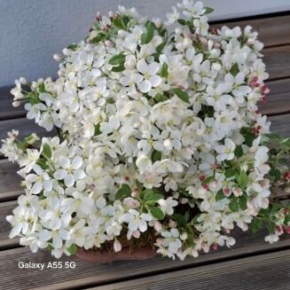 Malus domestica bonsai medelis moliniame vazone, stovintis ant medinio paviršiaus, su žaliais lapais ir smulkiais obuoliukais – subtilus sezoninis augalas, tinkamas auginti balkone ar terasoje.