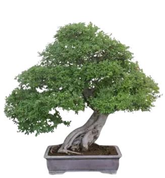 Bonsai zelkova