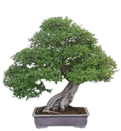 Bonsai zelkova