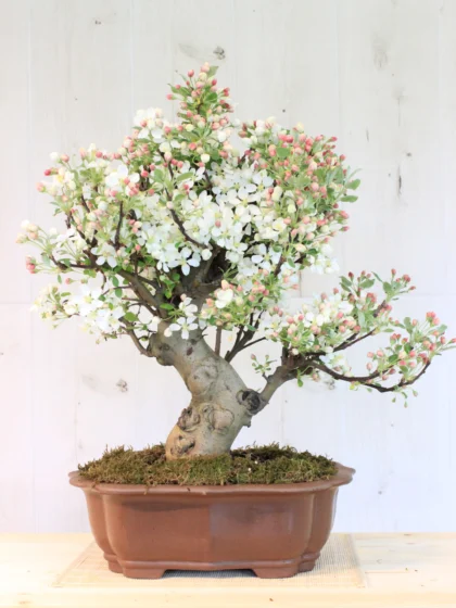 Malus domestica bonsai medelis moliniame vazone, stovintis ant medinio paviršiaus, su žaliais lapais ir smulkiais obuoliukais – subtilus sezoninis augalas, tinkamas auginti balkone ar terasoje.