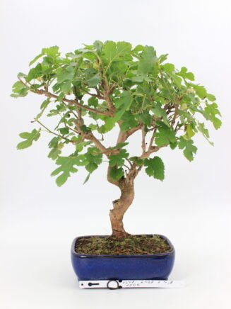 Morus sp. bonsai medelis vazonėlyje – tankus, žalialapis bonsai su galimybe duoti mažus vaisius