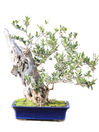 Olea Europea bonsai