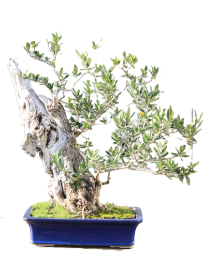 Olea Europea bonsai