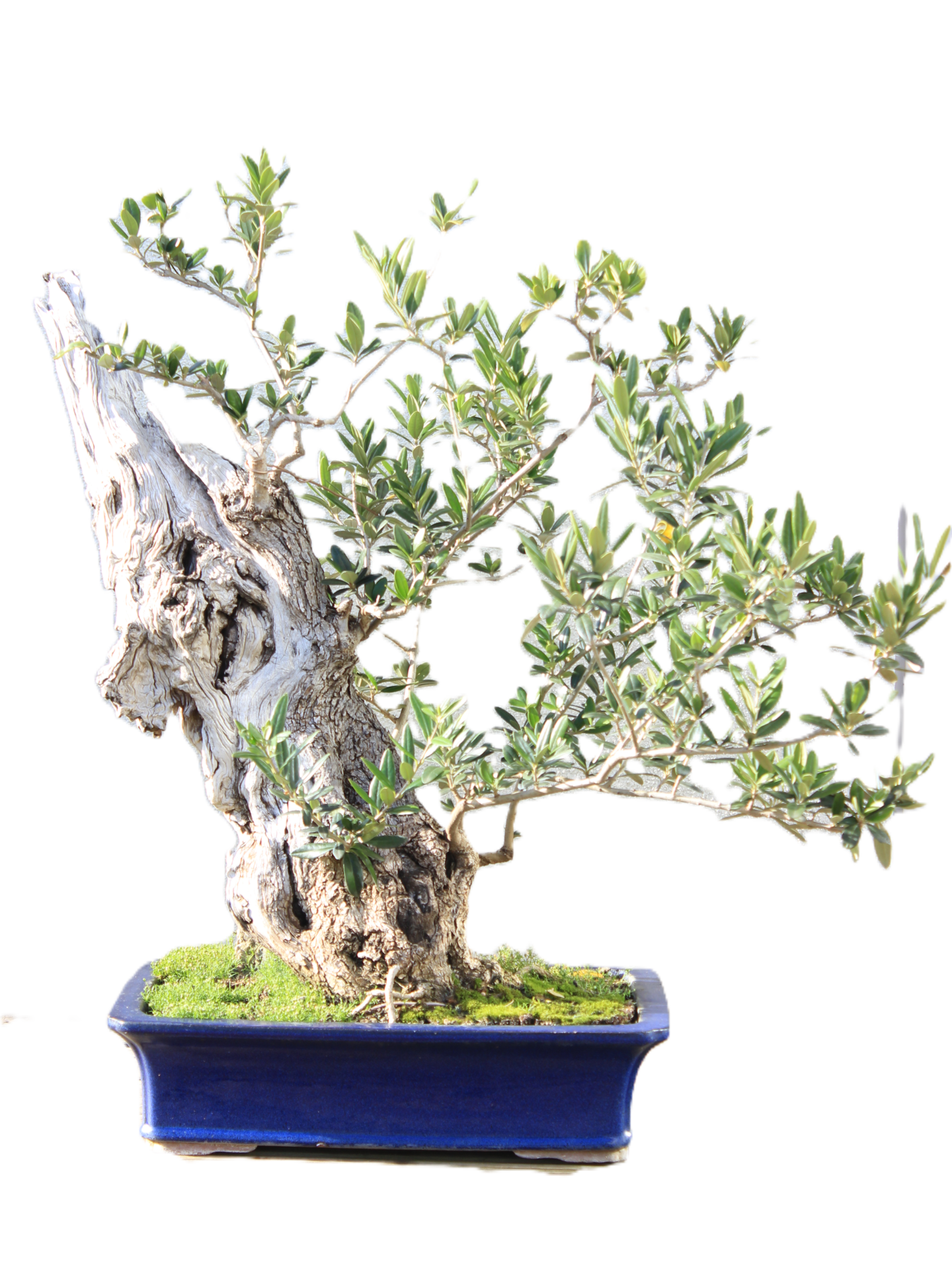 Olea Europea bonsai