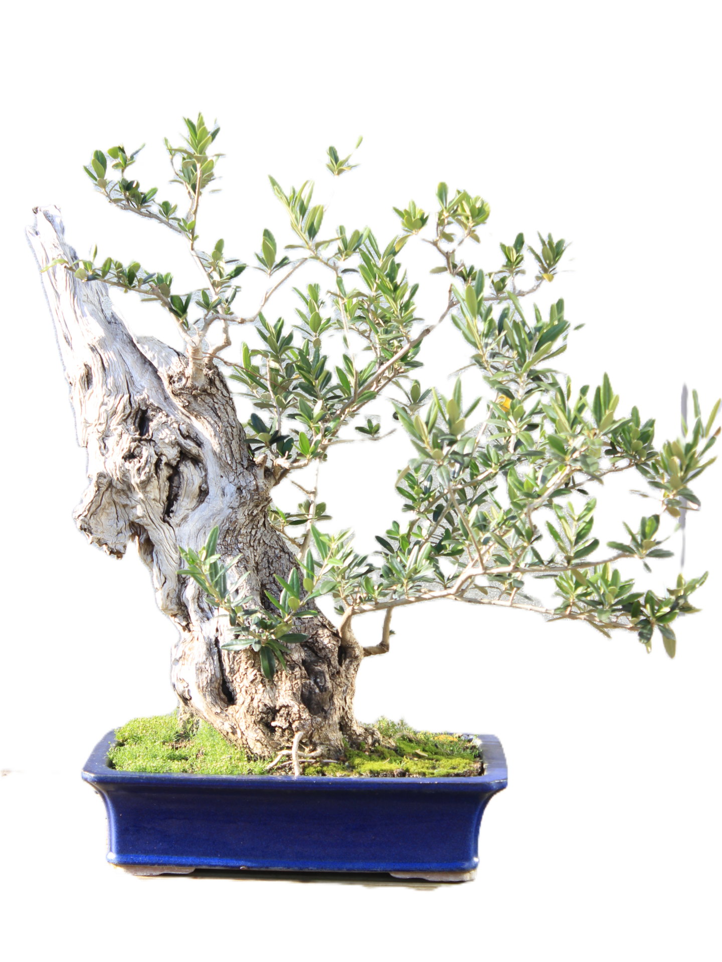 Olea Europea bonsai