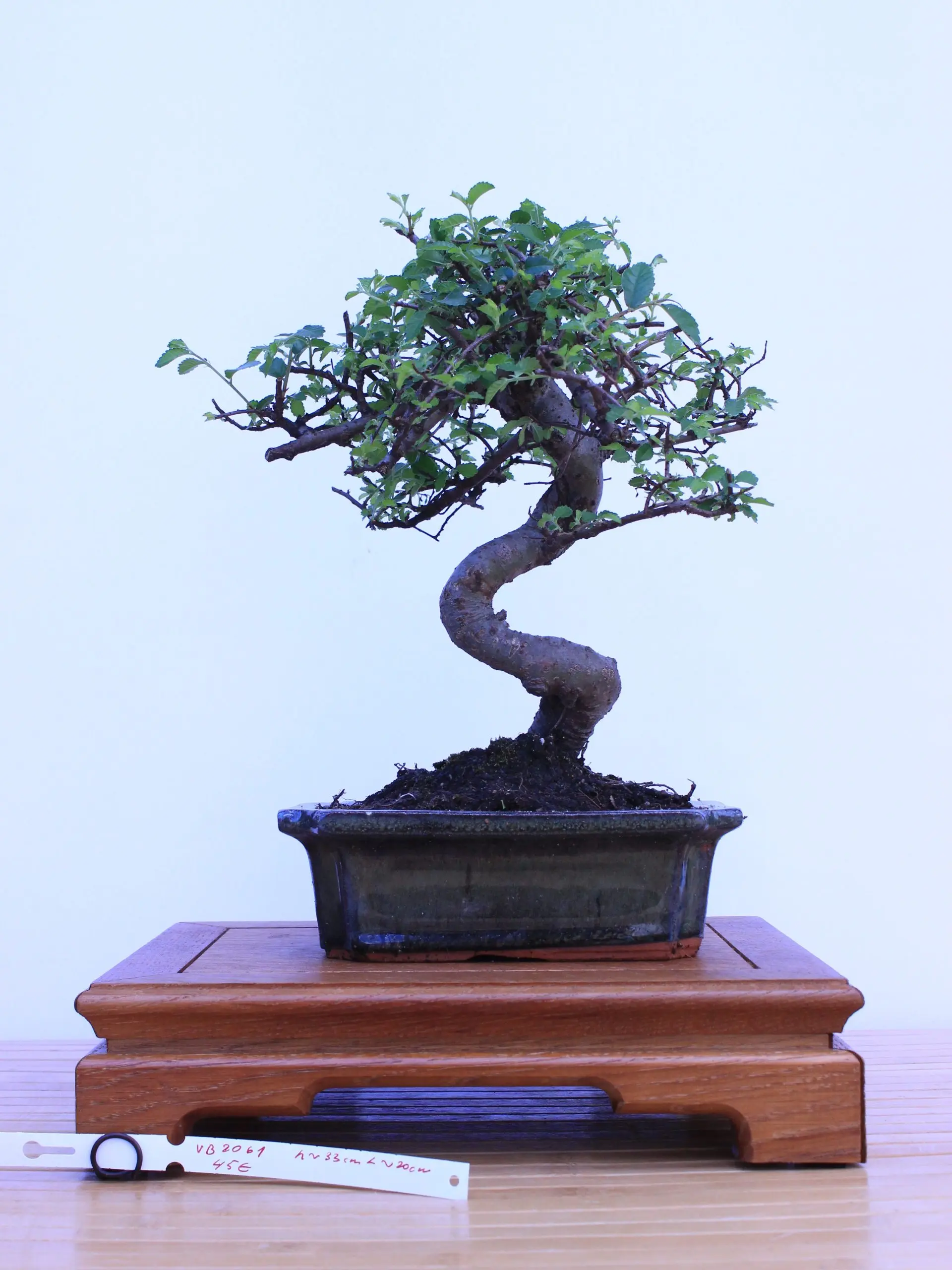 Zelkova (smulkialapė)