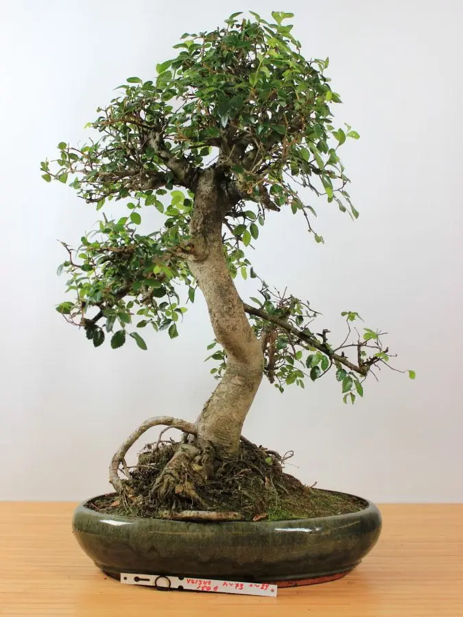 Zelkova (smulkialapė)