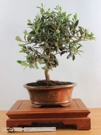 Olea Europea