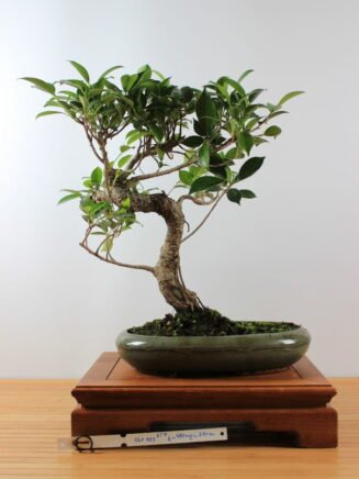 Ficus Retusa