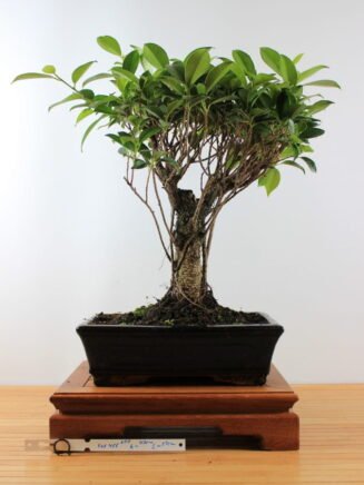 Ficus Retusa