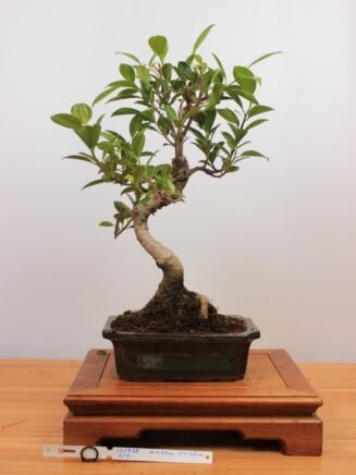 Ficus Retusa