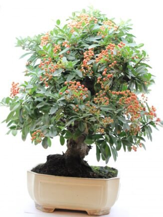 Pyracantha Angustifolia - Image 2