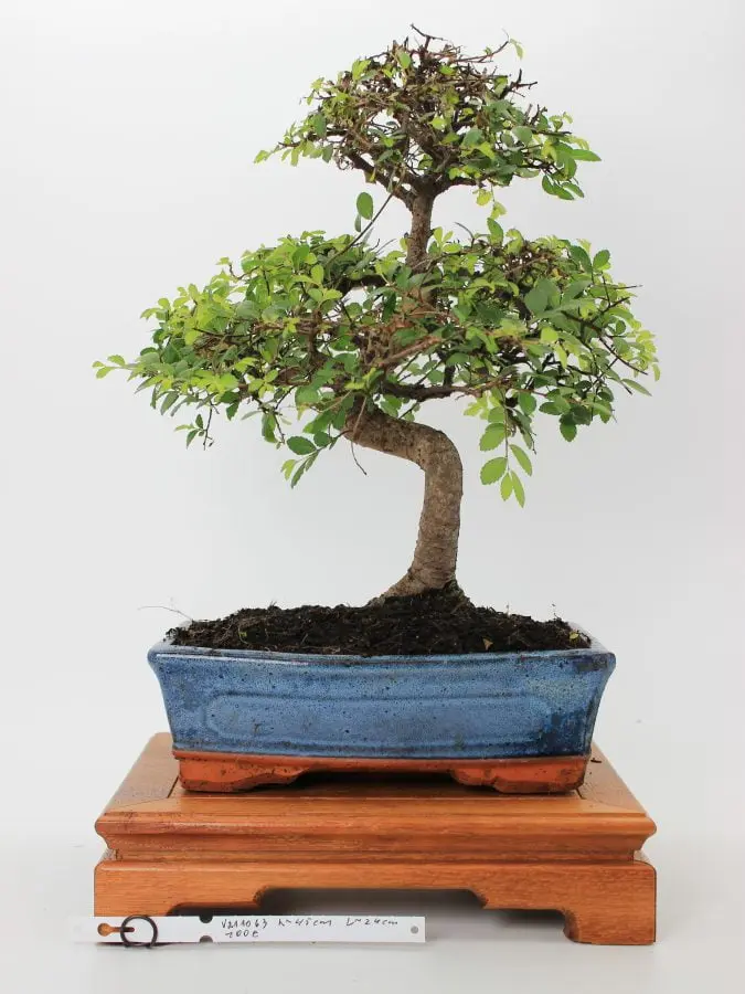 Zelkova (smulkialapė)