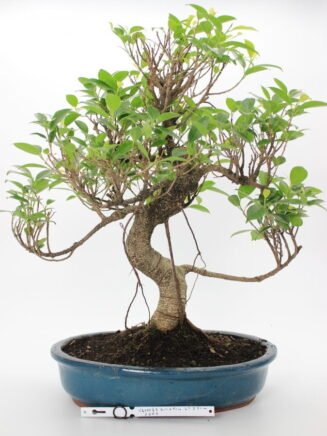 Ficus Retusa