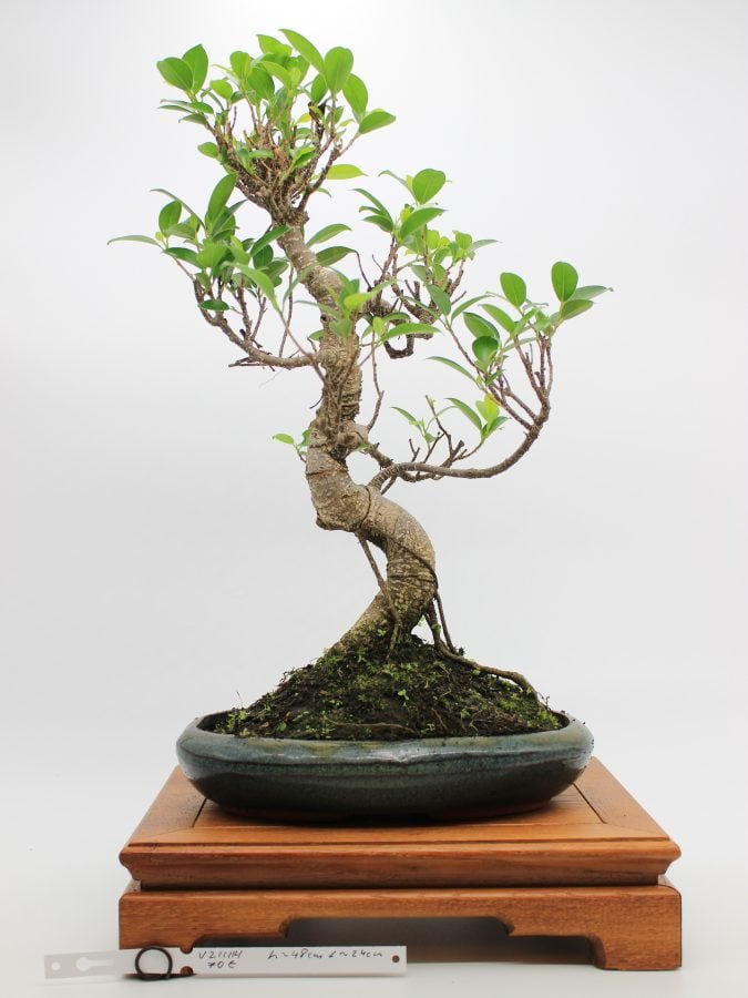 Ficus Retusa