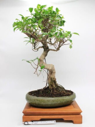 Ficus Retusa