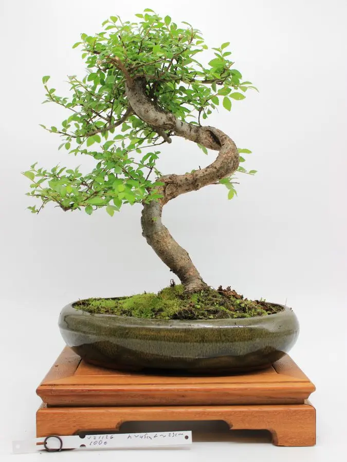 Zelkova (smulkialapė)