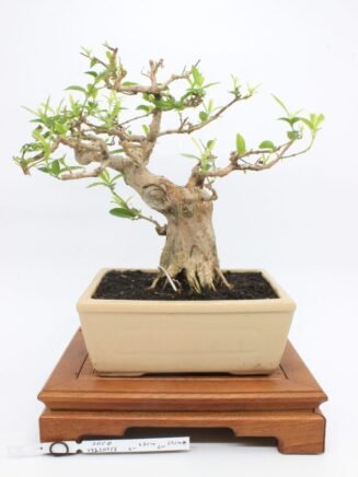 Premna