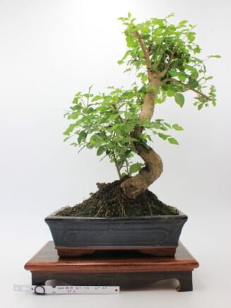 Ligustrum