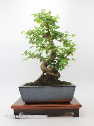 Ligustrum