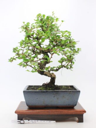 Carmona Macrophylla