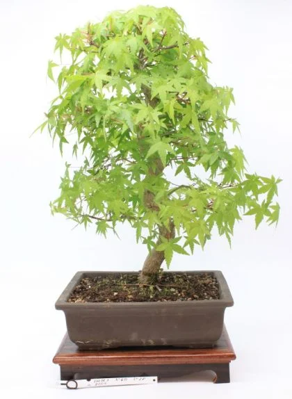 Acer Palmatum Deshojo (Klevas)