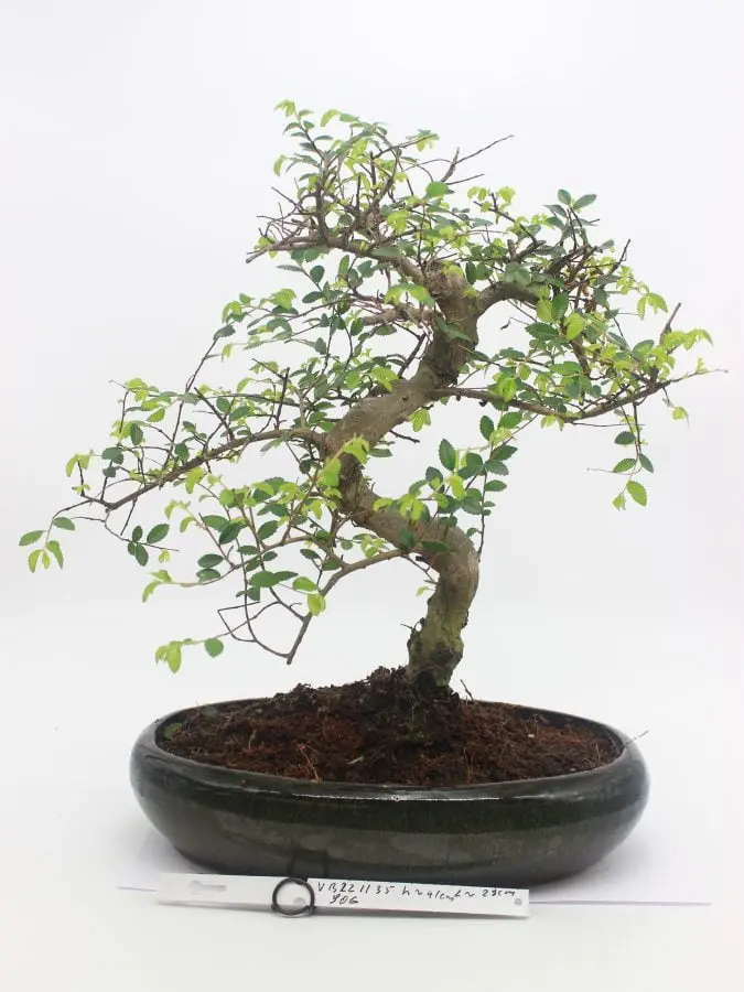 Zelkova (smulkialapė)