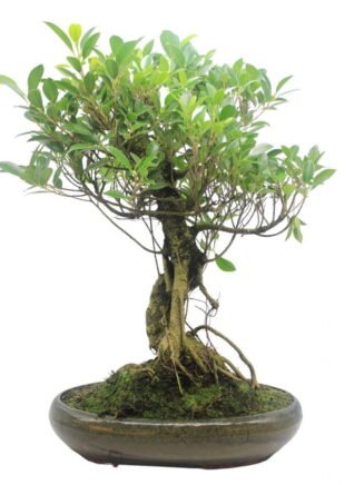 Ficus Retusa