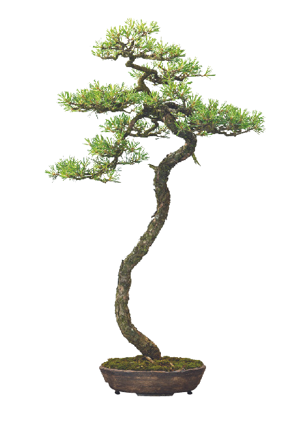 Bonsai medeliai internetinėje parduotuvėje