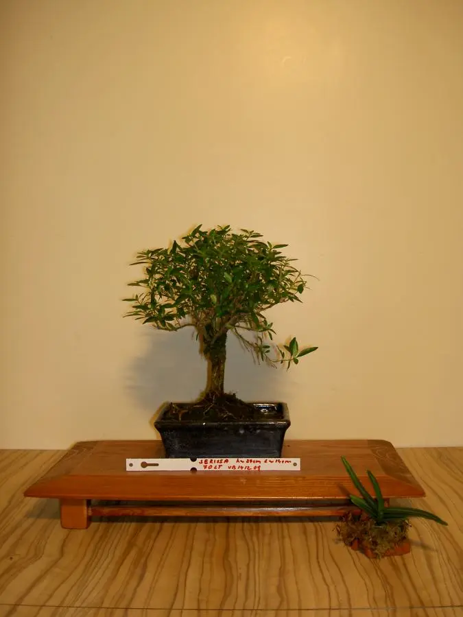 Serissa