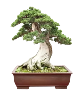 Bonsai medelis