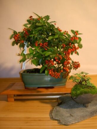 Pyracantha