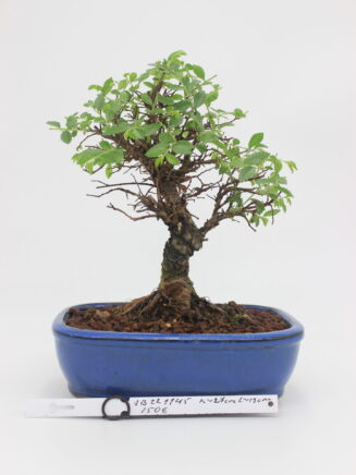 Bonsai Ulmus