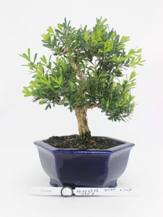 Bonsai Buxus