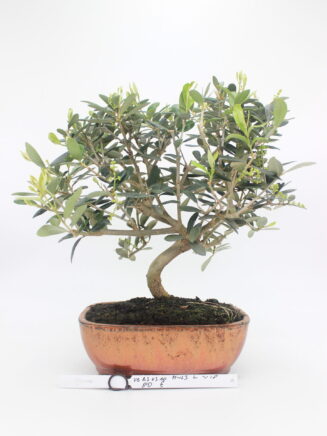 Bonsai Olea