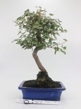 Kamštinis ąžuolas bonsai