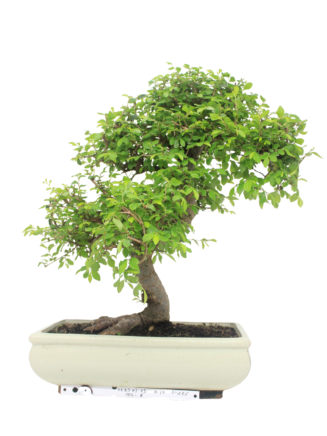 Bonsai Zelkova