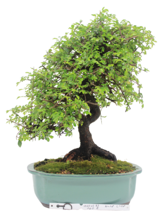 Bonsai Zelkova