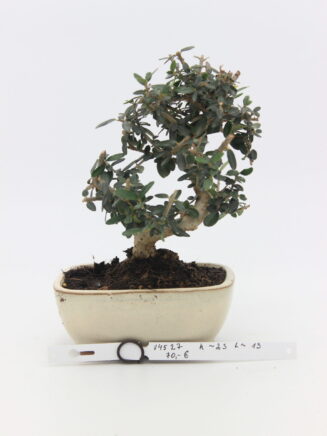 Alyvmedis bonsai